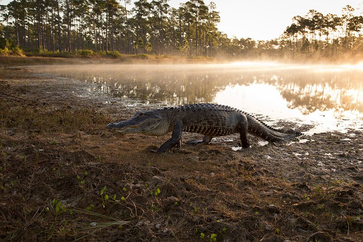 Alligator Alligator mississippiensis American Alligator